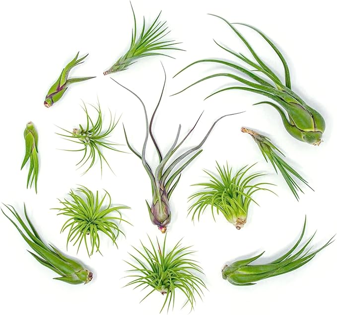 Tillandsia Air Plants Live Indoor Plants (100 Pack), Air Plants Bulk Party Favors or Wedding Favors Live Plants, Air Plant Lover Gifts, DIY Terrarium Kit, Air Succulents Plants Live by Plants for Pets