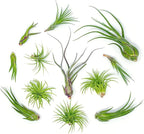 Tillandsia Air Plants Live Indoor Plants (100 Pack), Air Plants Bulk Party Favors or Wedding Favors Live Plants, Air Plant Lover Gifts, DIY Terrarium Kit, Air Succulents Plants Live by Plants for Pets
