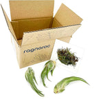 ragnaroc Air Plants - Tillandsia Seleriana, Large 4-6" - 3ct - Live Arrival Guaranteed - House Plants for Home Decor & Gift