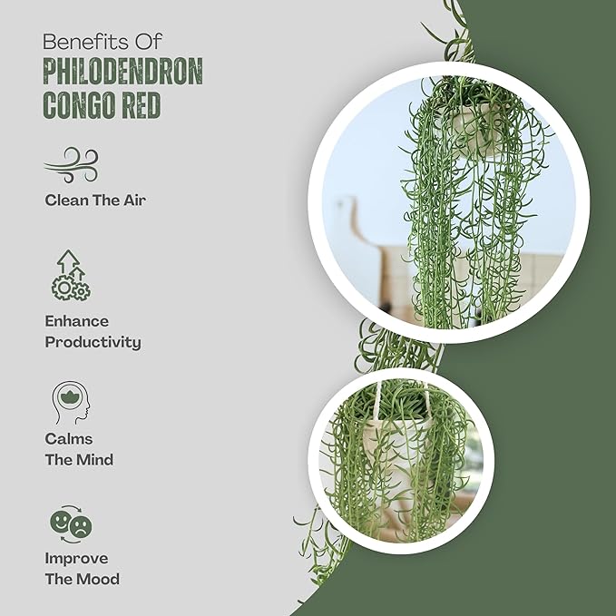 String of Fish Hooks Plant – Live 6” Hanging Basket Curio Radicans Succulent with Trailing Fishhook Leaves | Easy-Care Indoor/Outdoor Houseplant for Home, Garden or Patio Decor (Heat Pack Included)