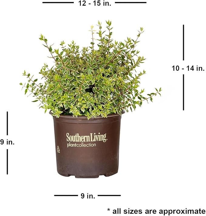 Miss Lemon Abelia (1.5 Gallon) Flowering Evergreen with Variegated Foliage and Pink Blooms - Full Sun to Part Shade Live Outdoor Plant - Southern Living Plants