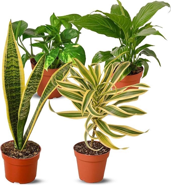 Air Purifying Live Plants for Indoor | Different Houseplants in Multiple Sizes | Real House Plant for Living Room, Office, Desk & Bathroom