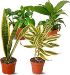 Air Purifying Live Plants for Indoor | Different Houseplants in Multiple Sizes | Real House Plant for Living Room, Office, Desk & Bathroom