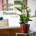 White Mandevilla Plant - Live Flowering Plant with Trellis - 18 inch Hoop, 18 inch to 20 inch Overall Height - 1 Gallon Planter - Tropical Plants of Florida (Plant Only)