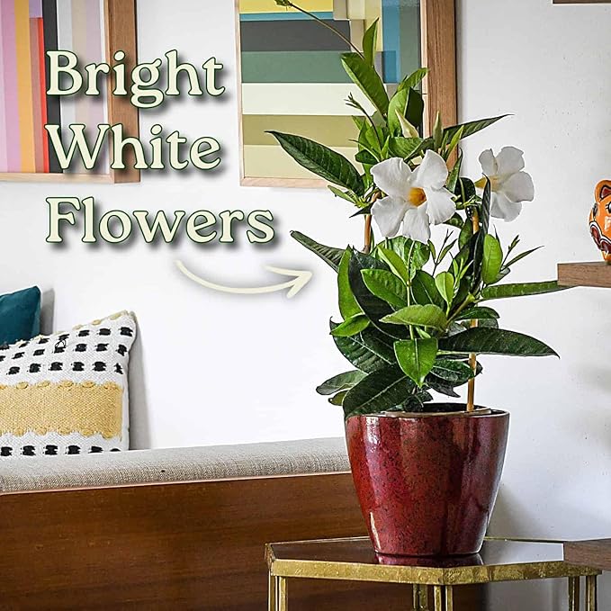 White Mandevilla Plant - Live Flowering Plant with Trellis - 18 inch Hoop, 18 inch to 20 inch Overall Height - 1 Gallon Planter - Tropical Plants of Florida (Plant Only)