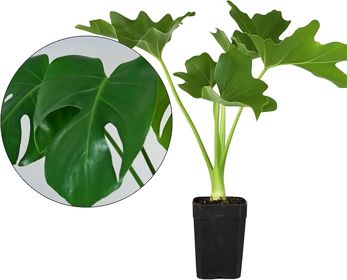 MyShelfie - Mini Philodendron Selloum Hope Starter Live Plant in 2-Inch Pot Tropical Indoor Houseplant, Low Maintenance, Easy Care, Perfect for Home or Office Decor