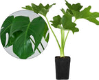 MyShelfie - Mini Philodendron Selloum Hope Starter Live Plant in 2-Inch Pot Tropical Indoor Houseplant, Low Maintenance, Easy Care, Perfect for Home or Office Decor