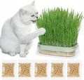 Hydroponic Cat Grass Grow Kit with 5Pack Non GMO Seeds, Organic Grass Growing Kit, Cat Grass for Indoor Cats, Soil-Free Planter, Perfect for Beginners, Ideal Birthday Gift for Cat Lovers