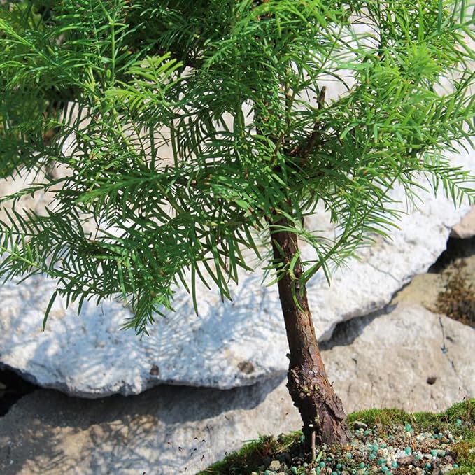 Brussel's Bonsai - Live Dawn Redwood Bonsai Tree in Ceramic Bonsai Pot, Outdoor Bonsai Tree Live Plant, 3 Years Old, 14-20 Inches Tall, Easy Care Bonsai for Patio Garden (Medium)