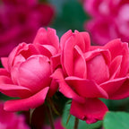 Knockout Double Red Rose, 1g
