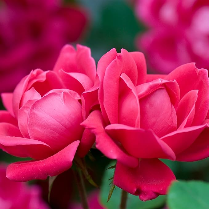 Knockout Double Red Rose, 1g