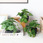 Der Rose 4Pcs Small Fake Plants Black Artificial Mini Faux Plants for Bathroom Office Desk Shelf Table Accessories Decor Indoor