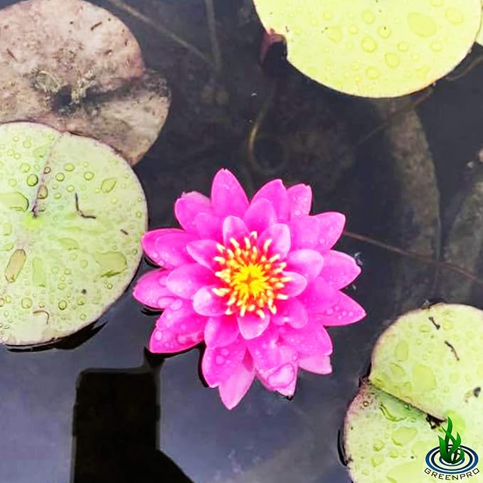 Live Water Lily Tuber Nymphaea Perry's Fire Opal Pink Red Hardy Aquatic Plants for Aquarium Freshwater Fish Pond Flower Garden