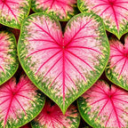 200Pcs Mix Caladium Seeds for Planting for Planting - Shade Loving, Heat Tolerant, Perfect for Containers & Indoor Decor