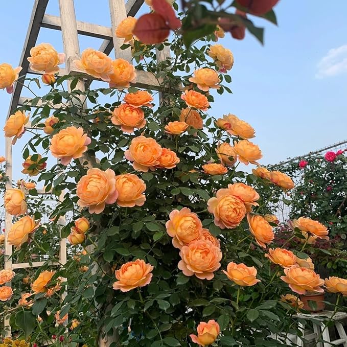 298+ Rare Tree Orange Rose Seeds for Planting Outdoors,Fragrant Rambling Climbing Trees Rose Seeds Non-GMO Heirloom,Rose Flowers Seed for Fence and Archway,Repeat Flowering Disease Resistant
