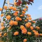 298+ Rare Tree Orange Rose Seeds for Planting Outdoors,Fragrant Rambling Climbing Trees Rose Seeds Non-GMO Heirloom,Rose Flowers Seed for Fence and Archway,Repeat Flowering Disease Resistant