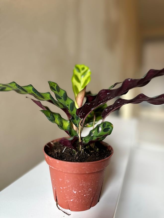 Calathea Lancifolia Rattlesnake Plant, Green with Purple Undersides, 4-6 Inch, Live Indoor Prayer Plant, Pet Safe, Low Light Tropical Houseplant