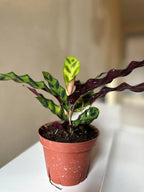 Calathea Lancifolia Rattlesnake Plant, Green with Purple Undersides, 4-6 Inch, Live Indoor Prayer Plant, Pet Safe, Low Light Tropical Houseplant