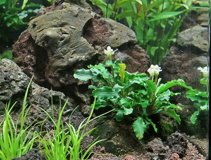 Bucephalandra SP. Wavy Green - Rare Live Aquatic Plant