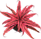 Cryptanthus Super Pink Earth Star Live Indoor Plant in 4 in. Plastic Grower Pot **Cannot Ship to California and Hawaii***