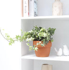 Golden English Ivy (4" Grower Pot) - Air Purifying and Live Healthy Houseplant - Easy to Grow, Easy to Care Indoor Houseplant