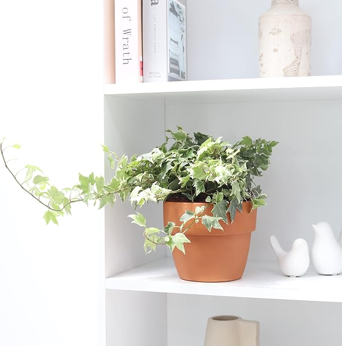 Golden English Ivy (4" Grower Pot) - Air Purifying and Live Healthy Houseplant - Easy to Grow, Easy to Care Indoor Houseplant