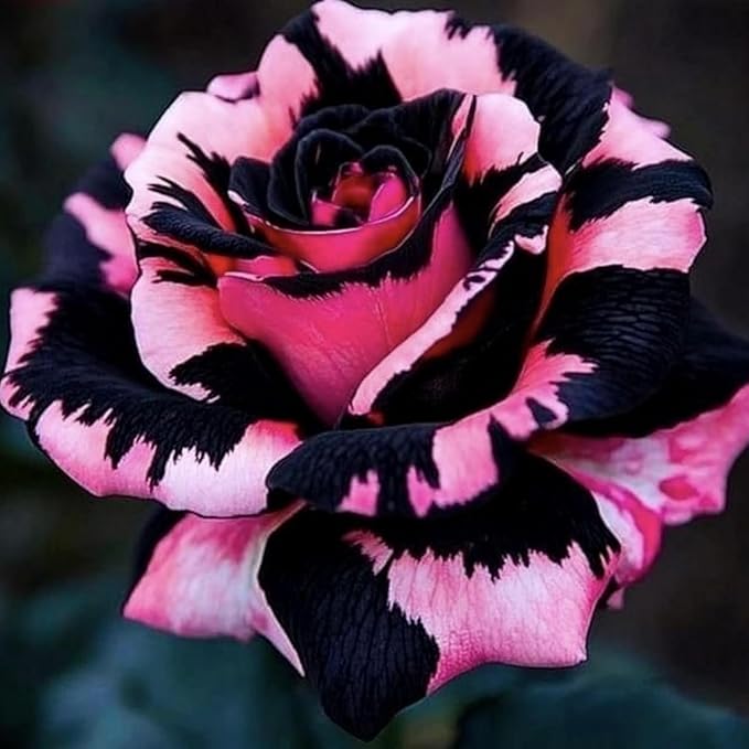 300+ Mixed Rare Rose Seeds for Planting Flower Bush Perennial Shrub Hybrid Rose Non-GMO Heirloom Flower Garden Home