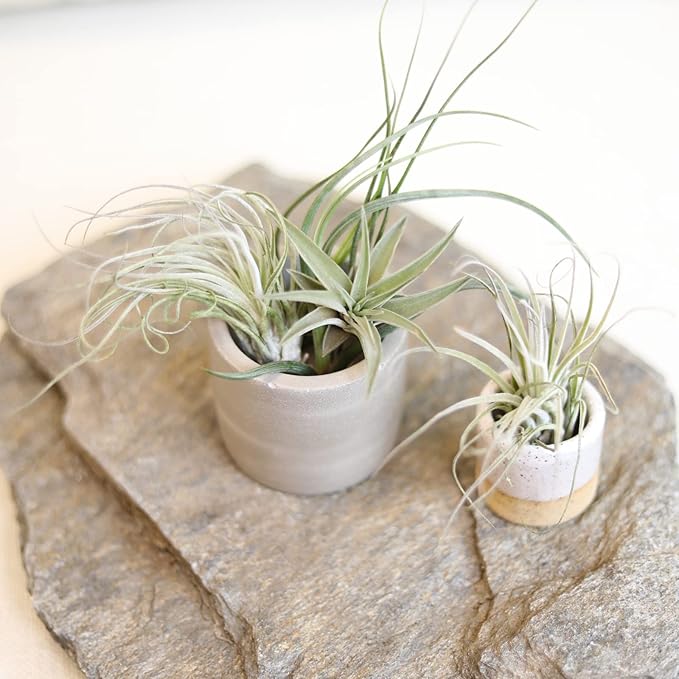 Air Plant Low Light House Plants Box (5PK) Tillandsia Air Plants Live Houseplants Live Indoor Plants Live Succulents Plants Live Terrarium Plants Live, Air Plant Holder Airplant Kit by Plants for Pets
