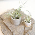 Air Plant Low Light House Plants Box (5PK) Tillandsia Air Plants Live Houseplants Live Indoor Plants Live Succulents Plants Live Terrarium Plants Live, Air Plant Holder Airplant Kit by Plants for Pets
