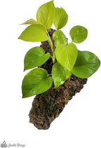 Josh's Frogs Epipremnum aureum Pothos (Neon)