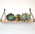 Altman Plants Pet Friendly Plant Pack (3PK) Real Succulents, Pet Safe Plants & Succulent Plants, Live Succulents, Pet Friendly Plants, Live Plants & House Plants in 3.5" Pots with Succulent Soil Mix