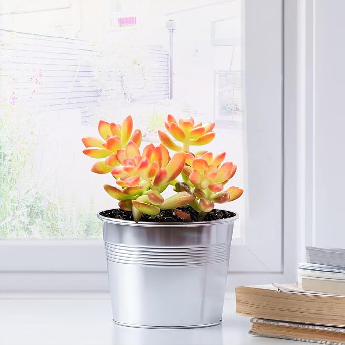 Live Succulent Sedum adolphii Shooting Stars, 2 Inch Fully Rooted Potted Plant, Easy Care & Drought Tolerant, Indoor Houseplant for Home Decor