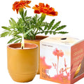 Modern Sprout - 2-in-1 Soy Candle & Planter - Last Light (Bug-Repelling Citronella, Rosemary, Cedarwood, Mint) 6 Oz Scented Candle with Marigold Seeds - Dual Purpose Jar - 38-40 Hour Burn