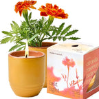Modern Sprout - 2-in-1 Soy Candle & Planter - Last Light (Bug-Repelling Citronella, Rosemary, Cedarwood, Mint) 6 Oz Scented Candle with Marigold Seeds - Dual Purpose Jar - 38-40 Hour Burn