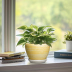 Ceramic Planter - 6 Inch Plant Pots for Indoor Outdoor Plants, Modern Indoor Flower Pots with Drainage Hole and Saucer, Round Planter, Bathroom Decor, House Warming Gifts, Textured Yellow