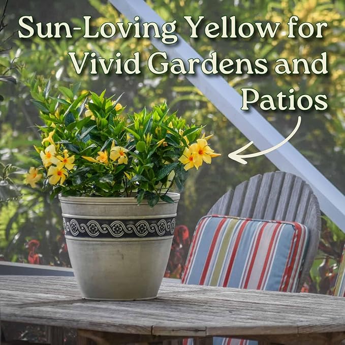 Yellow Dipladenia Bush Live Flowering Plant - 22" to 26" Overall Height - Tropical Plants of Florida (Plant in Growers Planter)
