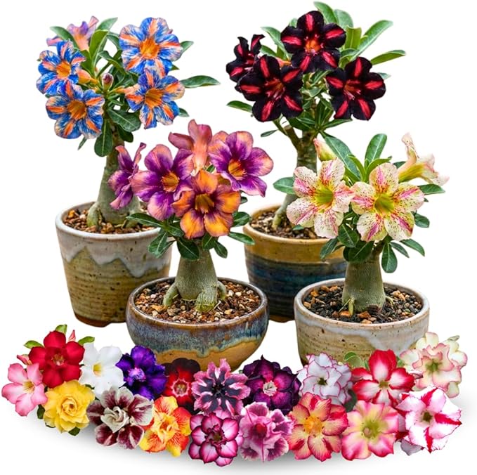 3 Rare Mixed Desert Rose Plants Live, Adenium Desert Rose Random Varieties, Starter 4-7'' Tall, Tropical Flowering Succulent, Indoor Outdoor Spring Planting
