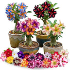 3 Rare Mixed Desert Rose Plants Live, Adenium Desert Rose Random Varieties, Starter 4-7'' Tall, Tropical Flowering Succulent, Indoor Outdoor Spring Planting