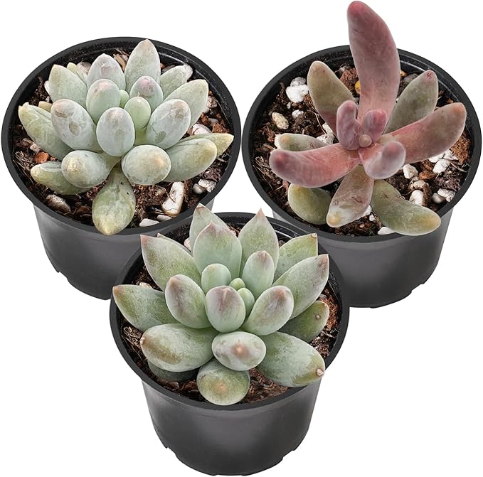 Sprout N Green Cute Succulents Collection, 3 Live Succulent Plant Fully Rooted in 2 inch Starter Pot, Home Office Indoor Outdoor Wedding Decoration DIY Projects Party Favor
