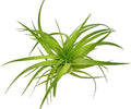Live Air Plants - Tillandsia Geminiflora 3-6" - 1ct – ragnaroc Live Indoor Plant - Live Arrival Guaranteed - House Plants for Home Decor & Gift