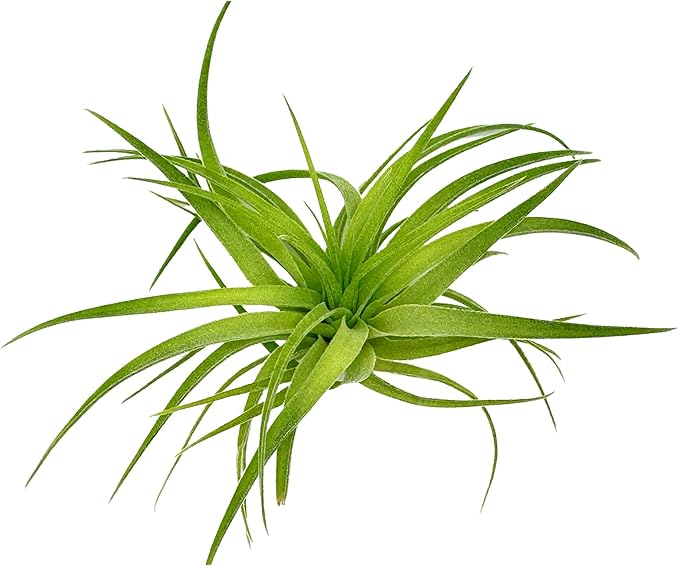 Live Air Plants - Tillandsia Geminiflora 3-6" - 1ct – ragnaroc Live Indoor Plant - Live Arrival Guaranteed - House Plants for Home Decor & Gift