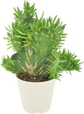 Arcadia Garden Products Live Opuntia subulata ‘Cristata’ Rare Indoor Houseplant in Plastic Pot, Tropical Plant Collector Gift for Home and Garden Decor, 4-inch, Beige