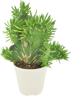 Arcadia Garden Products Live Opuntia subulata ‘Cristata’ Rare Indoor Houseplant in Plastic Pot, Tropical Plant Collector Gift for Home and Garden Decor, 4-inch, Beige