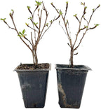 2 Goldfinger Potentilla – Compact Flowering Shrub with Golden Blooms for Borders, Accents & Containers (Potentilla fruticosa ‘Goldfinger’) in 3.5” Cubes, Live Plants
