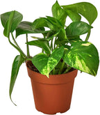 Pothos Golden Live Plant for Indoor | Different Houseplants in 4'' & 6'' Pot | Real House Plant for Living Room, Office, Desk & Bathroom | Epipremnum Aureum | Devil's Ivy