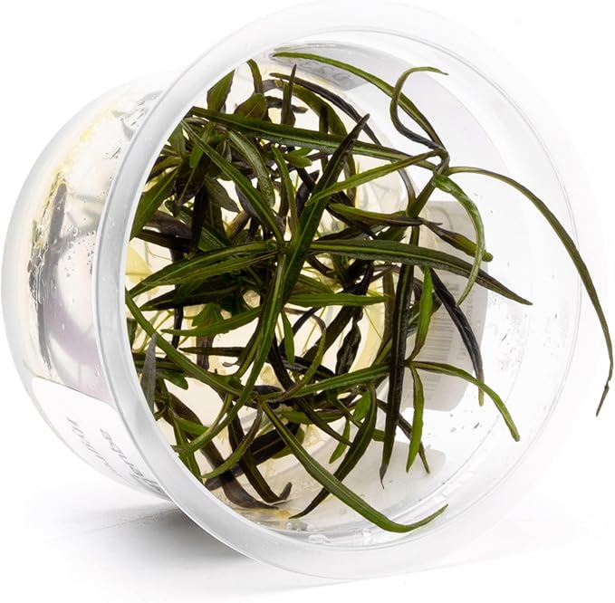 SubstrateSource Live Plant - Hygrophila Lancea Araguaia Tissue Culture Aquatic Live Aquarium Plant - 100% Snail Free in Vitro Cup (Hygrophila Araguaia)