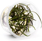 SubstrateSource Live Plant - Hygrophila Lancea Araguaia Tissue Culture Aquatic Live Aquarium Plant - 100% Snail Free in Vitro Cup (Hygrophila Araguaia)
