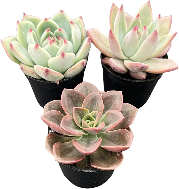 Sprout N Green Echeveria Succulent Collection, 3 Live Succulent Plant Fully Rooted in 2inch Starter Pot, Home Office Indoor Outdoor Wedding Decoration DIY Projects Party Favor