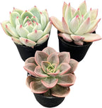 Sprout N Green Echeveria Succulent Collection, 3 Live Succulent Plant Fully Rooted in 2inch Starter Pot, Home Office Indoor Outdoor Wedding Decoration DIY Projects Party Favor