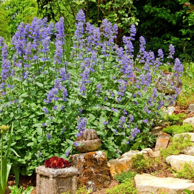 Sets 3 Catnip Mint Plants Live Fast Growing for Spring Planting, Fragrant Culinary Herb Mint for Indoor Outdoor Gardening, Cold Hardy